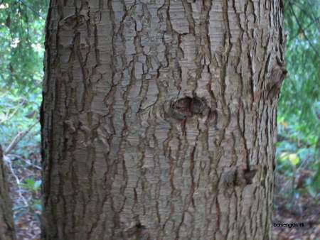  picture  Westerse_hemlockspar |Tsuga_heterophylla