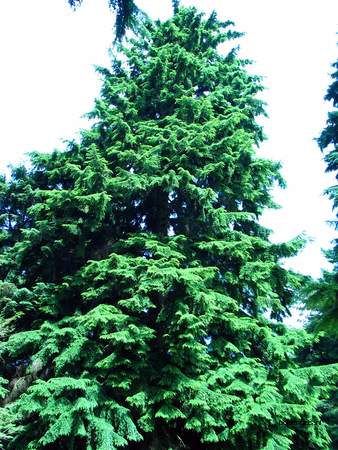  picture  Westerse_hemlockspar |Tsuga_heterophylla