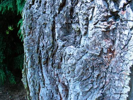  picture  Westerse_hemlockspar |Tsuga_heterophylla