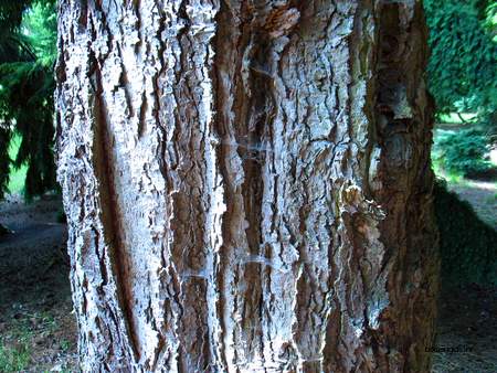  picture  Westerse_hemlockspar |Tsuga_heterophylla