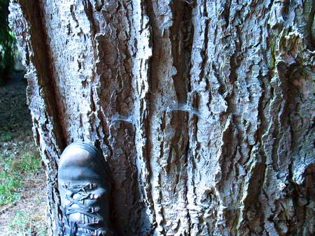  picture  Westerse_hemlockspar |Tsuga_heterophylla