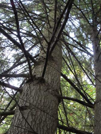  picture  Westerse_hemlockspar |Tsuga_heterophylla