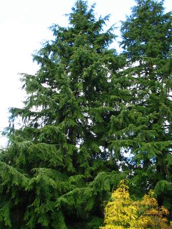  picture  Westerse_hemlockspar |Tsuga_heterophylla