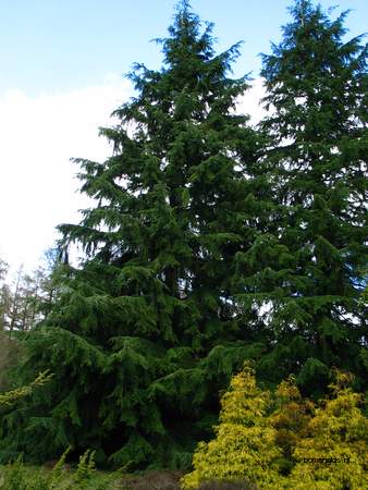  picture  Westerse_hemlockspar |Tsuga_heterophylla