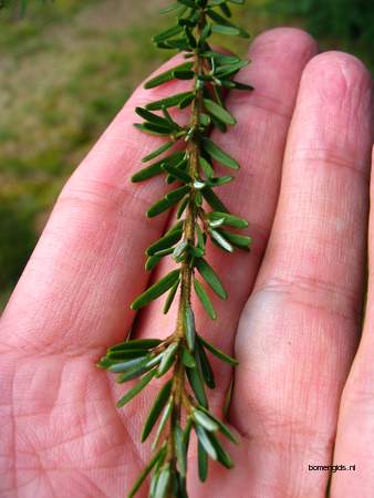  picture  Westerse_hemlockspar |Tsuga_heterophylla