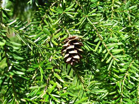  picture  Westerse_hemlockspar |Tsuga_heterophylla