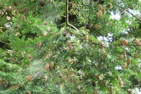  picture  Westerse_hemlockspar |Tsuga_heterophylla