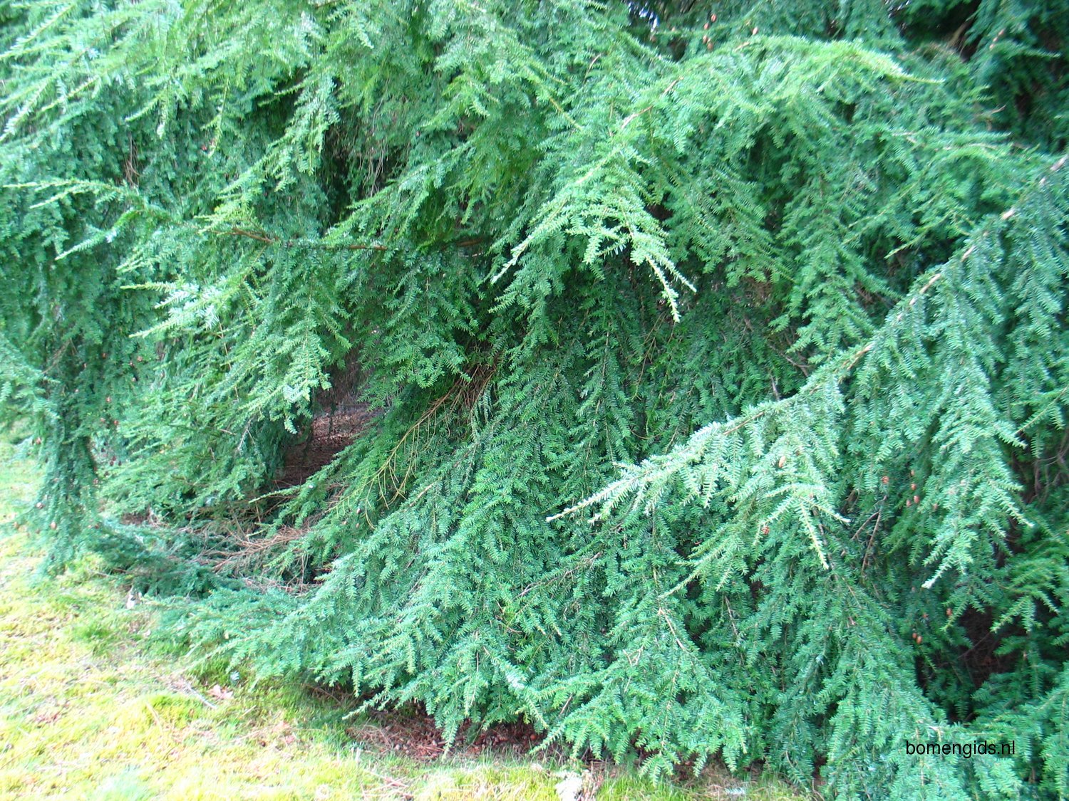 Тсуга разнолистная