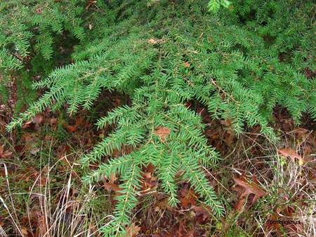  picture  Westerse_hemlockspar |Tsuga_heterophylla