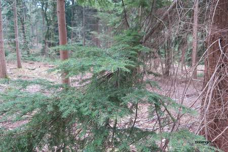  picture  Westerse_hemlockspar |Tsuga_heterophylla