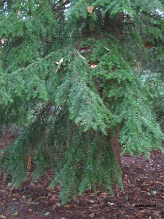  picture  Westerse_hemlockspar |Tsuga_heterophylla