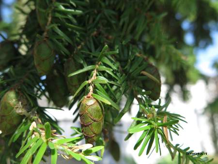  picture  Westerse_hemlockspar |Tsuga_heterophylla