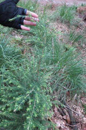  picture  Westerse_hemlockspar |Tsuga_heterophylla