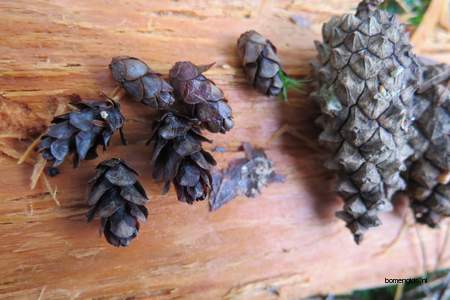  picture  Westerse_hemlockspar |Tsuga_heterophylla