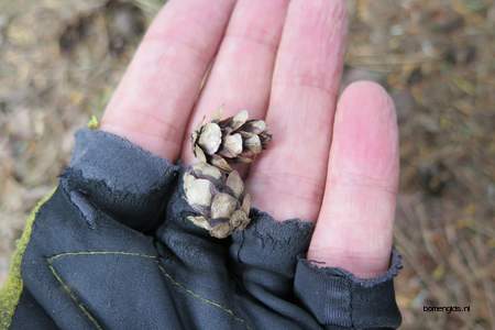  picture  Westerse_hemlockspar |Tsuga_heterophylla