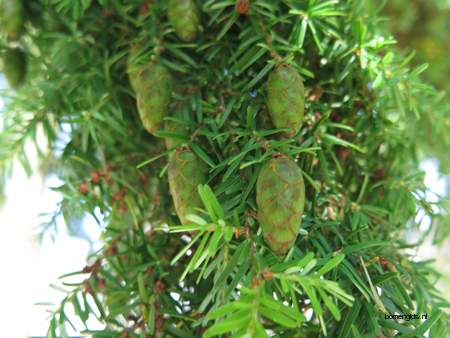  picture  Westerse_hemlockspar |Tsuga_heterophylla