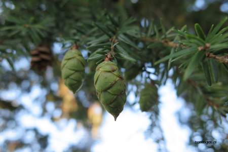  picture  Westerse_hemlockspar |Tsuga_heterophylla