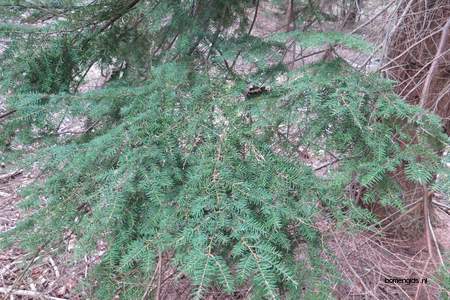  picture  Westerse_hemlockspar |Tsuga_heterophylla