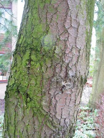  picture  Weymouthden |Pinus_strobus