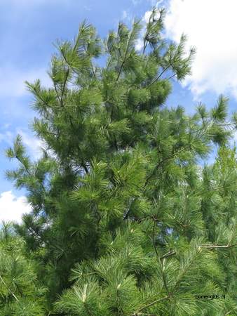  picture  Weymouthden |Pinus_strobus