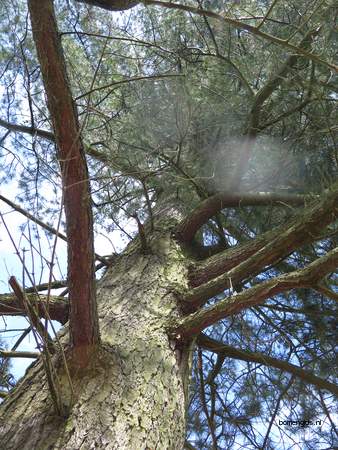  picture  Weymouthden |Pinus_strobus