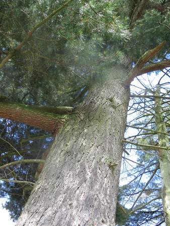  picture  Weymouthden |Pinus_strobus