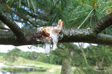  picture  Weymouthden |Pinus_strobus