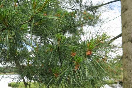  picture  Weymouthden |Pinus_strobus