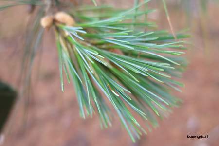  picture  Weymouthden |Pinus_strobus