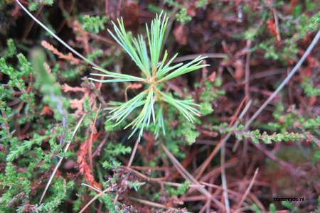  picture  Weymouthden |Pinus_strobus