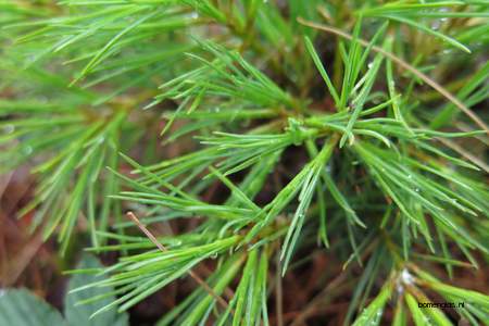  picture  Weymouthden |Pinus_strobus