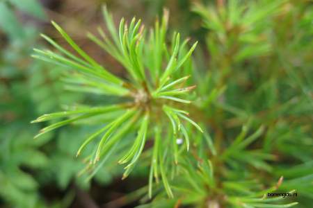  picture  Weymouthden |Pinus_strobus