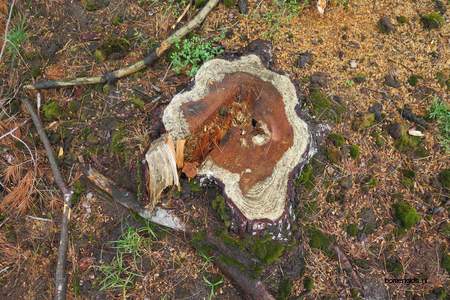  picture  Weymouthden |Pinus_strobus