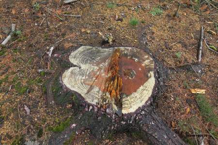  picture  Weymouthden |Pinus_strobus