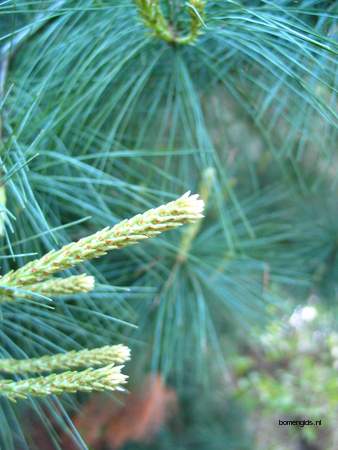  picture  Weymouthden |Pinus_strobus