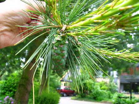  picture  Weymouthden |Pinus_strobus