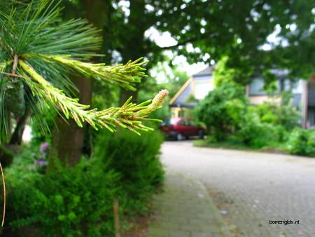  picture  Weymouthden |Pinus_strobus