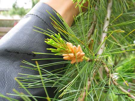  picture  Weymouthden |Pinus_strobus