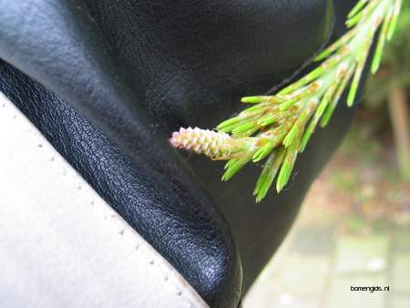  picture  Weymouthden |Pinus_strobus
