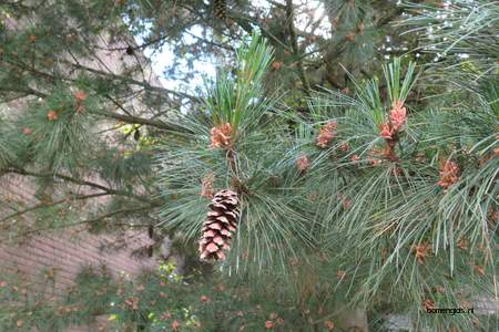  picture  Weymouthden |Pinus_strobus