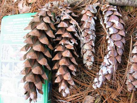  picture  Weymouthden |Pinus_strobus