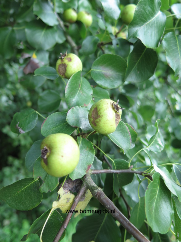 Herken de boomsoort NL Wilde peer; Latin Pyrus pyraster; UK European