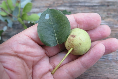  picture  Wilde_peer |Pyrus_pyraster
