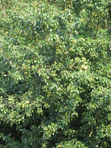  picture  Wilde_peer |Pyrus_pyraster