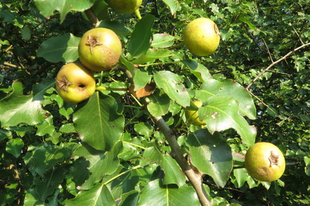  picture  Wilde_peer |Pyrus_pyraster