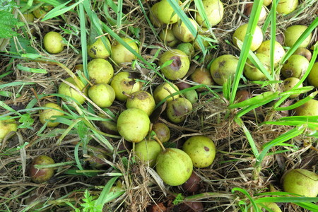 picture  Wilde_peer |Pyrus_pyraster