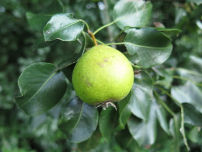  picture  Wilde_peer |Pyrus_pyraster