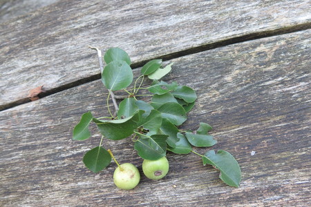  picture  Wilde_peer |Pyrus_pyraster