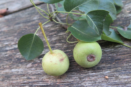  picture  Wilde_peer |Pyrus_pyraster