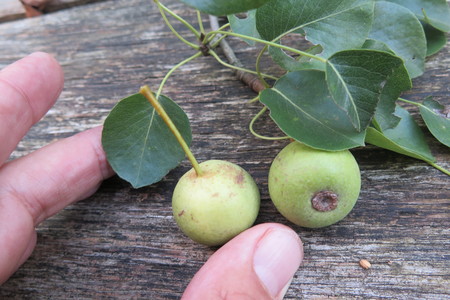  picture  Wilde_peer |Pyrus_pyraster